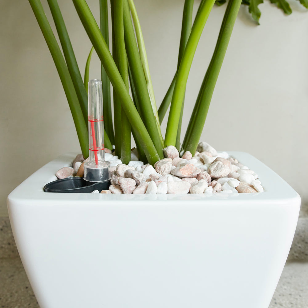 2-Pack Smart Self-watering Planter Pot for Indoor and Outdoor - White - Square Cone Media 4