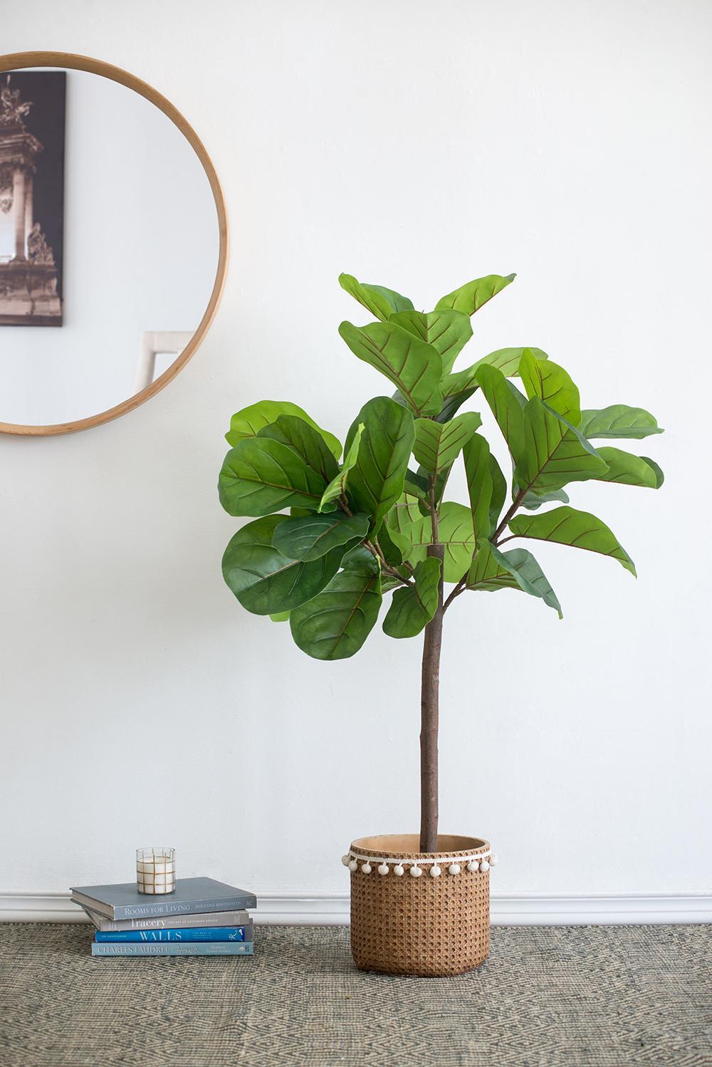 25x25x52'H Fiddle Fig Leaf Tree, 40 Leaves Media 6